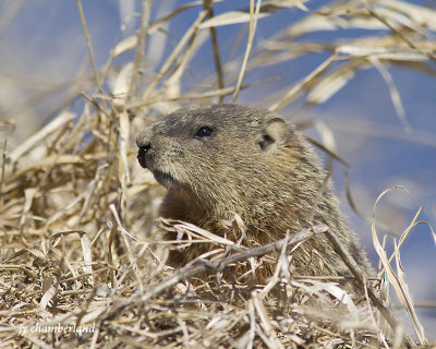 marmotte / marmot