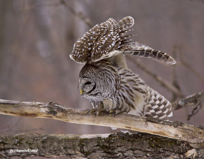 chouette raye / barred owl