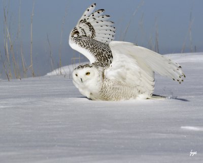 harfang des neiges / snow owl. 126.