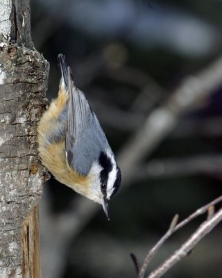 red-breasted nuthatch. sitelle a poitrine rousse.061.jpg