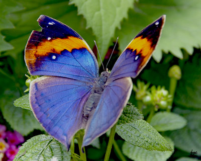 butterfly.013.jpg