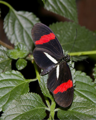 butterfly.papillon.048.jpg