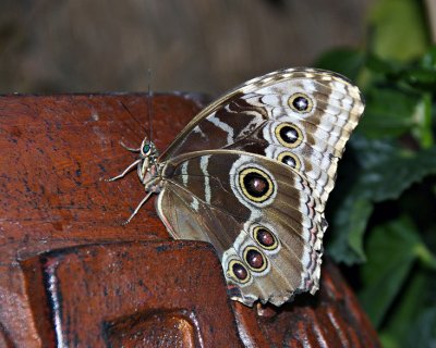 papillon.016.jpg