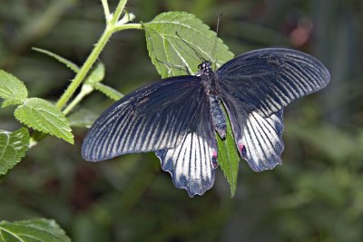papillon.019.jpg