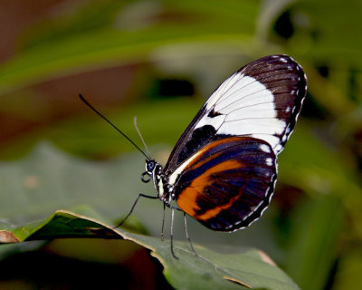 papillon.030.jpg