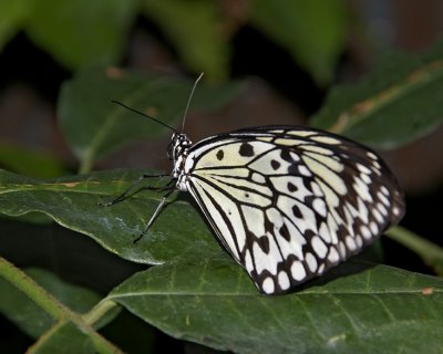 papillon.butterfly.040.jpg