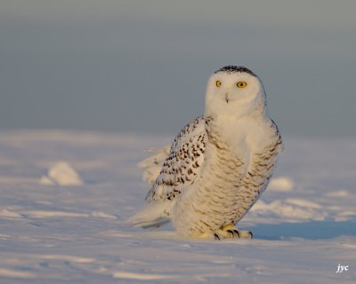 harfang des neiges / snow owl. 027.