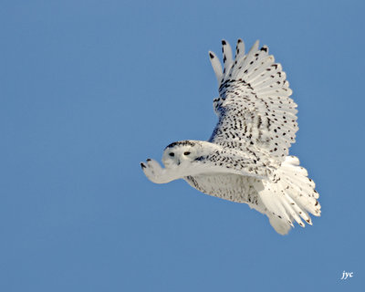 harfang des neiges / snow owl. 161.