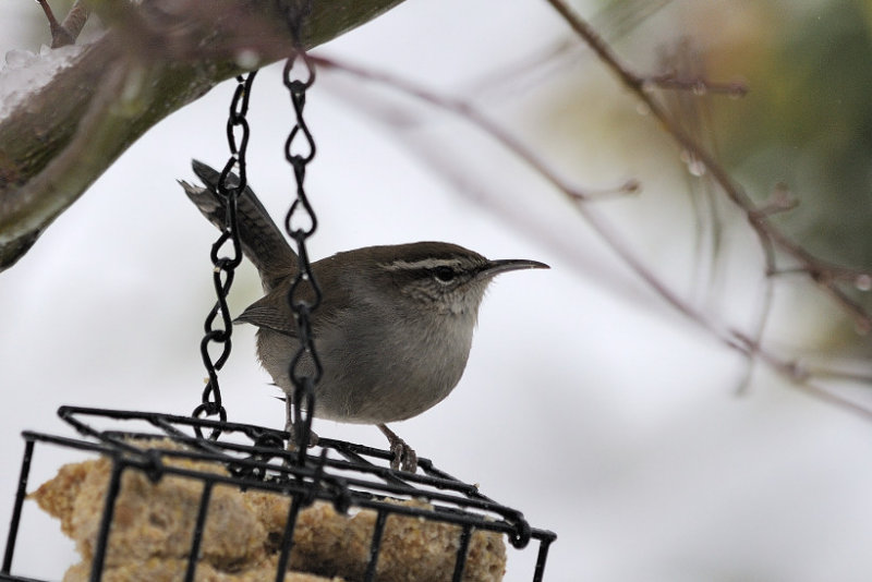 Wren at the feeder