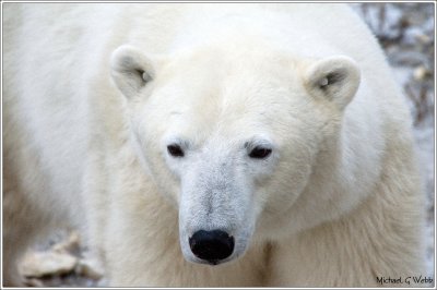Polar Bears Churchill Manitoba