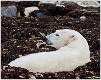 Lying in the Kelp