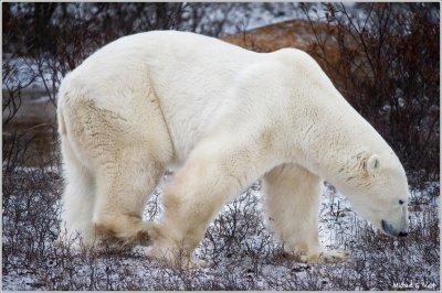 Smell the Tundra