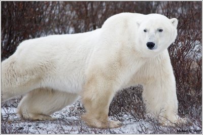 Polar Bears Churchill Manitoba