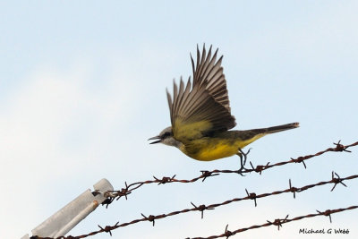 Tropical Kingbird