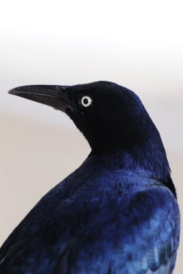 Belize and Guatemala Birds