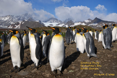 penguins on the falkland islands