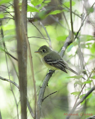 _Pacific Slope Flycatcher