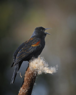 Blackbird Sings a Warning
