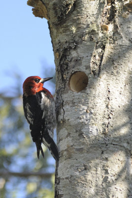 Sapsucker Carpentry