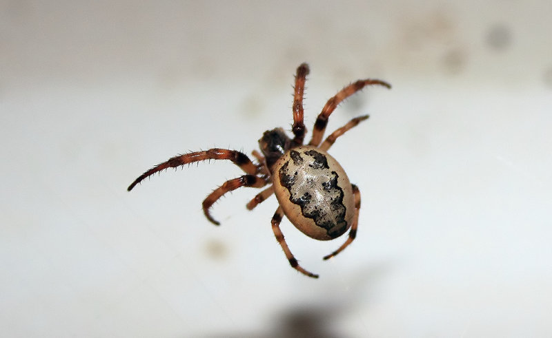 spider1-092309_filtered.jpg