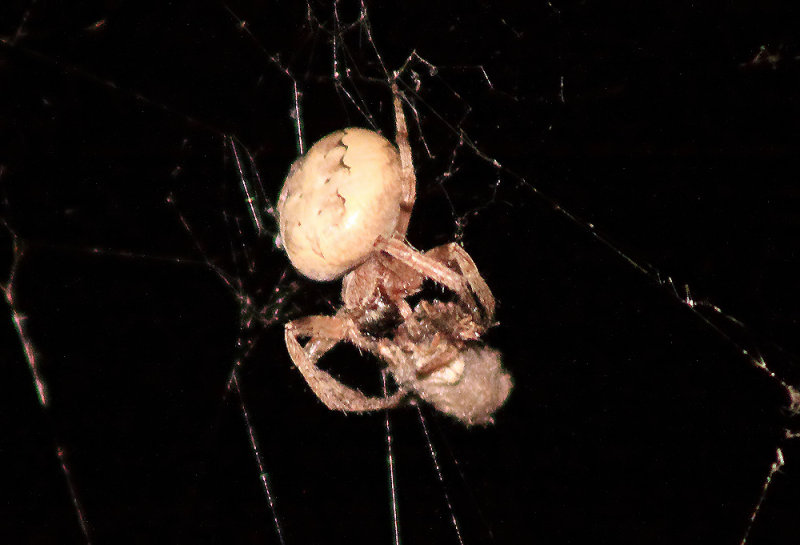 spider2-092309_filtered.jpg
