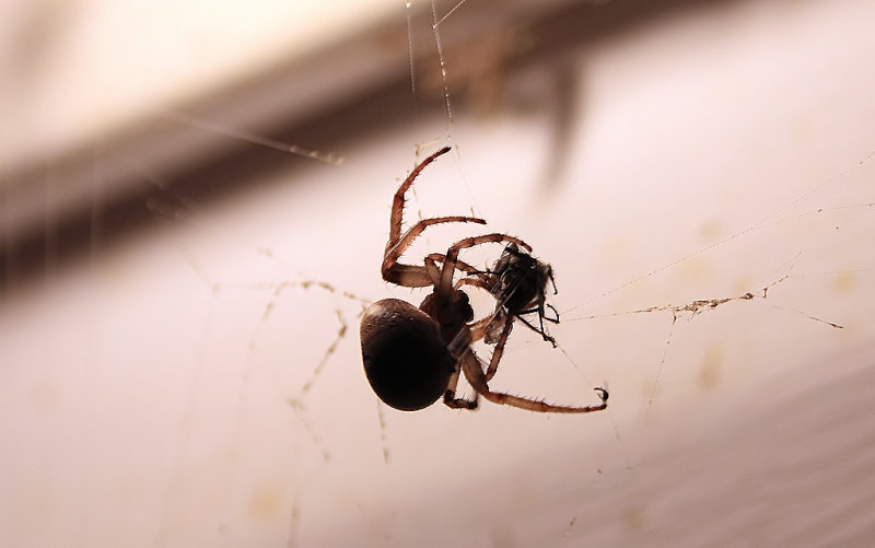 spider3-092309_filtered.jpg
