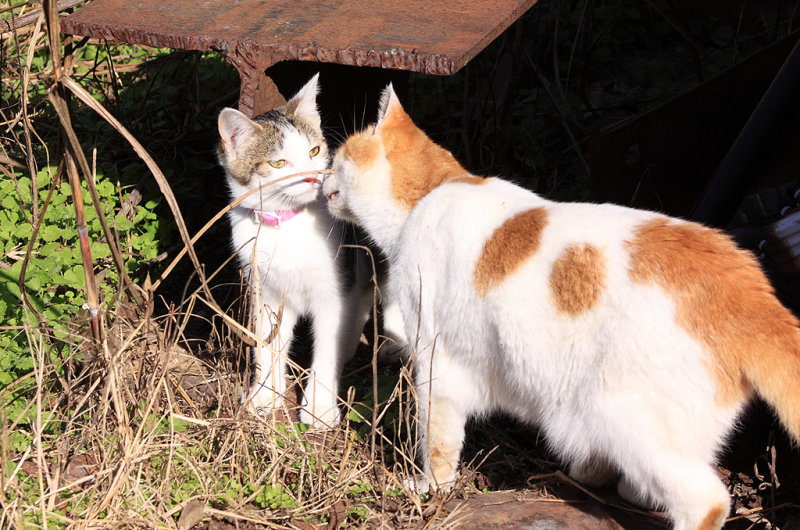 Peewee and Sissy 