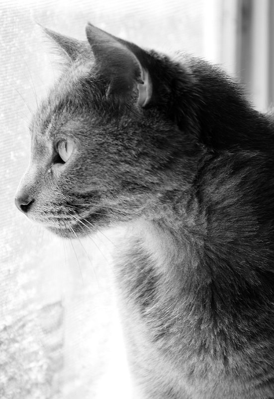 A birdfeeder outside the kitchen window is hours of entertainment for the cat 