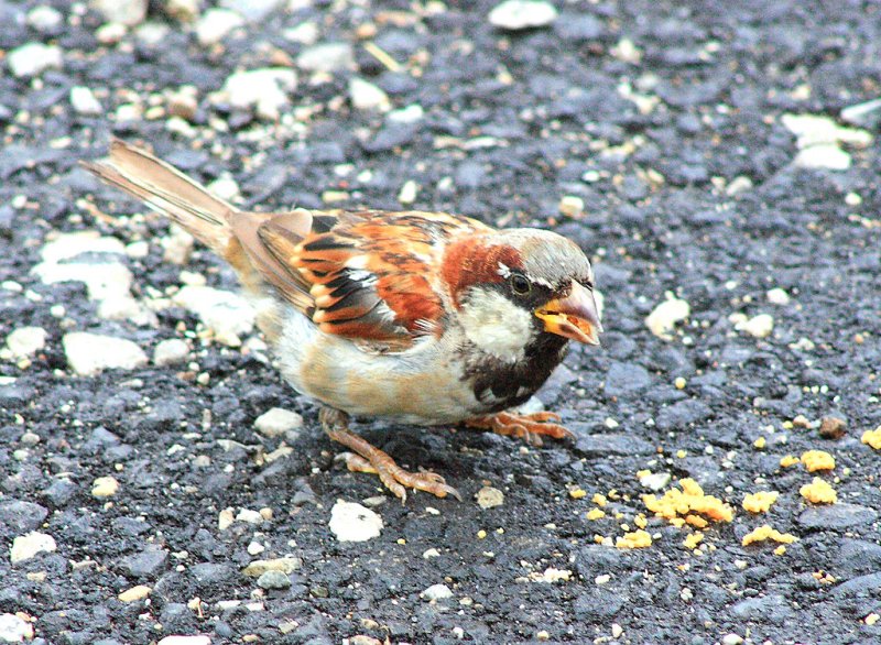 Sparrow, Fort Wayne Indiana