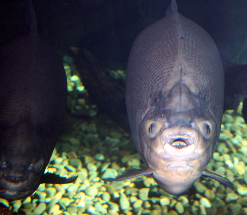 Gatlinburg Aquarium