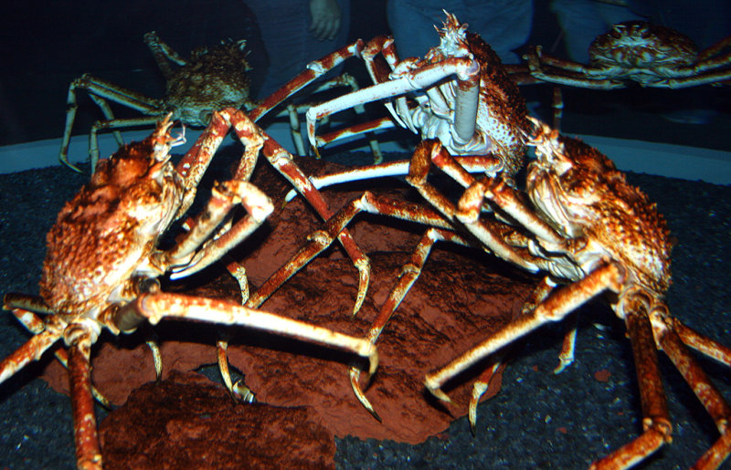 Gatlinburg Aquarium