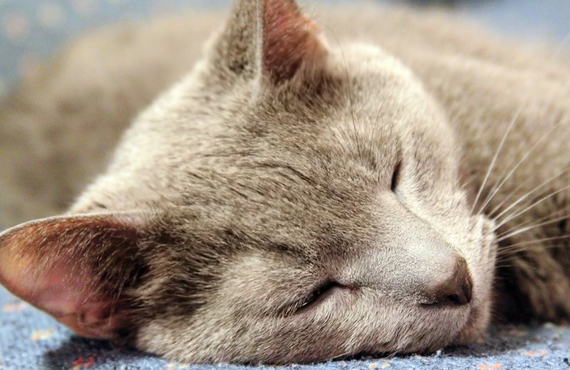 The cat, doing what he does best 