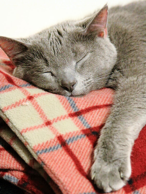 Church on the electric blanket, Laziness defined..