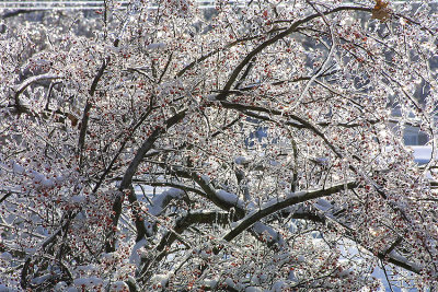 2009 Ice Storm