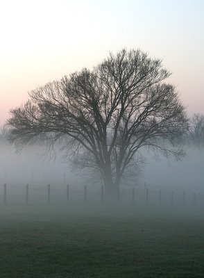 A foggy Spring morning, Garden of Wisdom