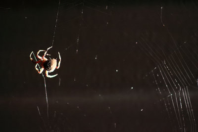 Spider and backlit web 