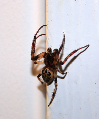 Door Spider