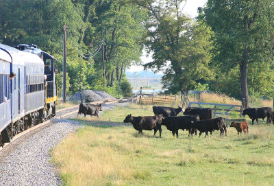 Chasing the free range cattle off the mainline near Moorefield