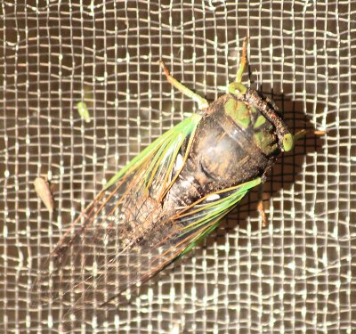 Green Locust 