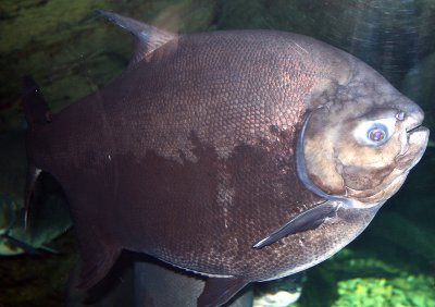 Gatlinburg Aquarium