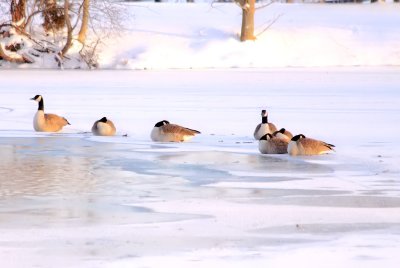 A flock of geese bed down for the night on the ice of the back lake 