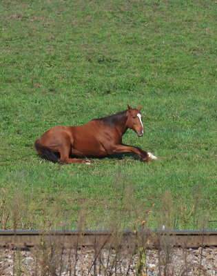 Trackside horse at Bowen 