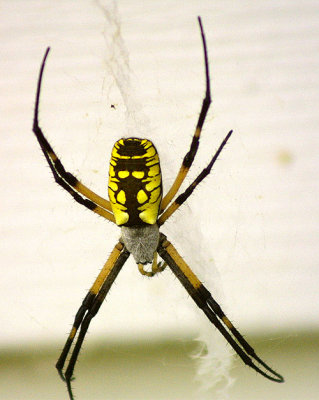 Back Door spider