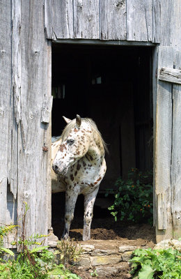 Young horse, old barn