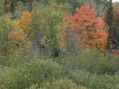 Leaf Peepers Paradise