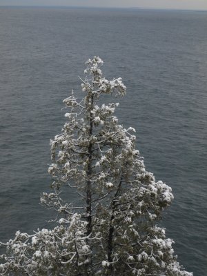 Lake Superior Trees