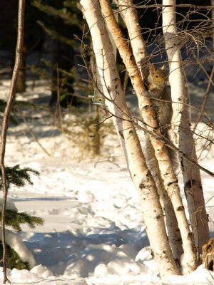 A Minute At Moosewoods