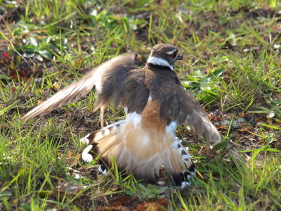 A Kildeer Distracting From It's Nest