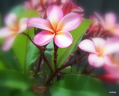 Frangipani