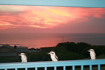 Relaxing on the verandah, back at home.  The three Kookaburras... yes, they are real!
